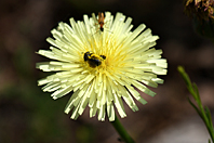 Urospermum dalechampii